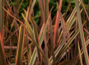 Lenovník novozélandský 'Rainbow Queen' - Phormium tenax 'Rainbow Queen'