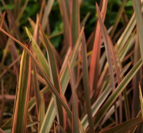 Lenovník novozélandský 'Rainbow Queen' - Phormium tenax 'Rainbow Queen'
