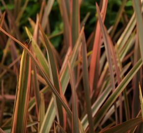 Lenovník 'Rainbow Queen' - Phormium 'Rainbow Queen'