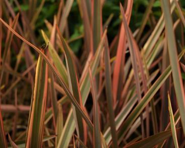 Lenovník novozélandský 'Rainbow Queen'