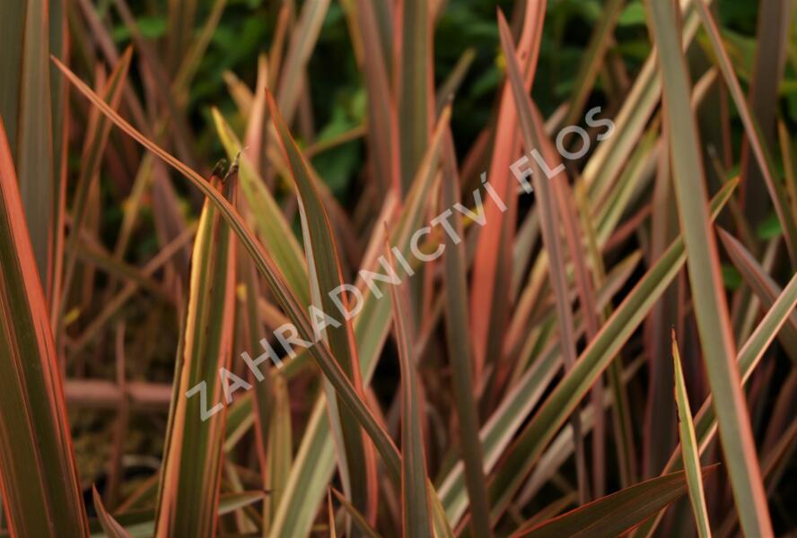 Lenovník novozélandský 'Rainbow Queen' - Phormium tenax 'Rainbow Queen'