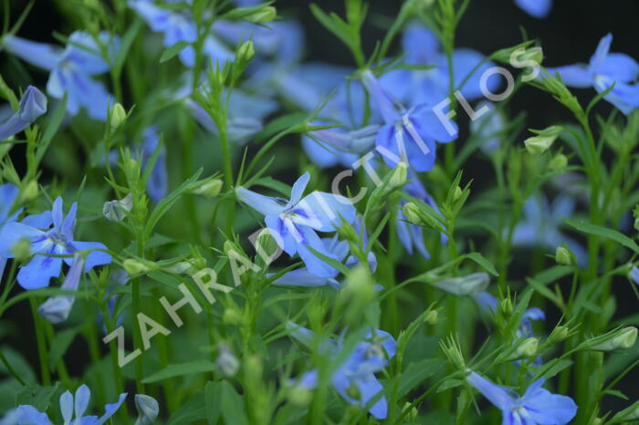 Lobelka 'Bella Pot Aqua' - Lobelia erinus 'Bella Pot Aqua'