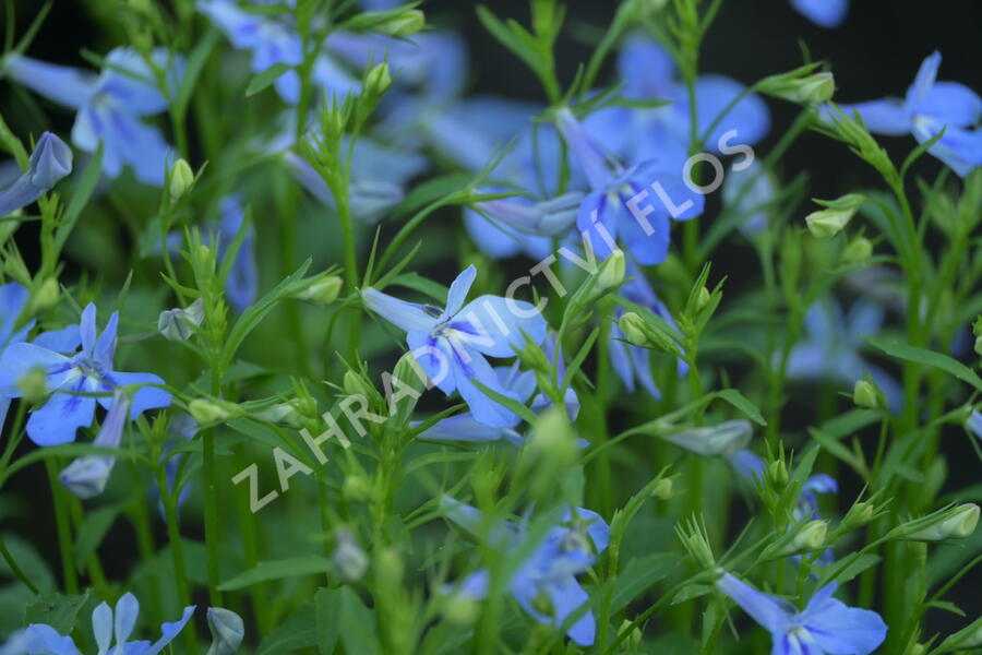 Lobelka 'Bella Pot Aqua' - Lobelia erinus 'Bella Pot Aqua'