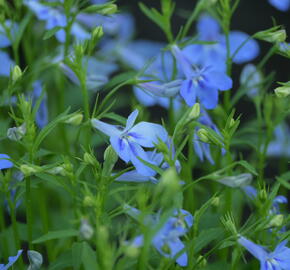 Lobelka 'Bella Pot Aqua' - Lobelia erinus 'Bella Pot Aqua'