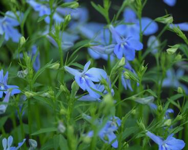 Lobelka 'Bella Pot Aqua'
