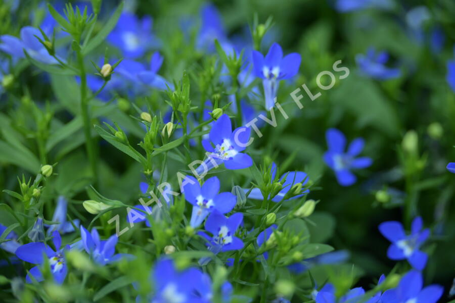 Lobelka převislá 'Sun Tropics Deep Blue' - Lobelia richardii 'Sun Tropics Deep Blue'