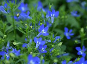 Lobelka převislá 'Sun Tropics Deep Blue' - Lobelia richardii 'Sun Tropics Deep Blue'