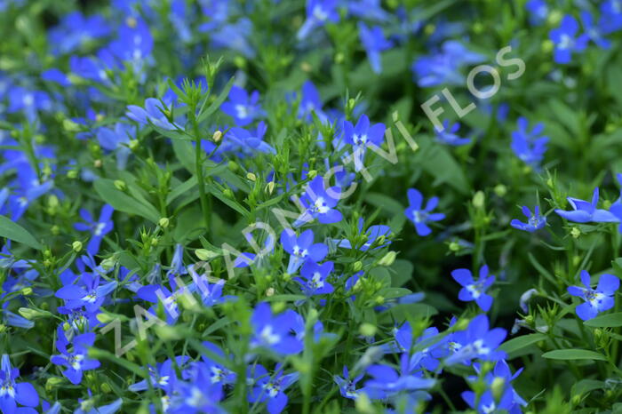 Lobelka převislá 'Sun Tropics Deep Blue' - Lobelia richardii 'Sun Tropics Deep Blue'