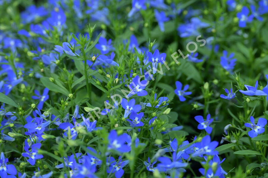 Lobelka převislá 'Sun Tropics Deep Blue' - Lobelia richardii 'Sun Tropics Deep Blue'