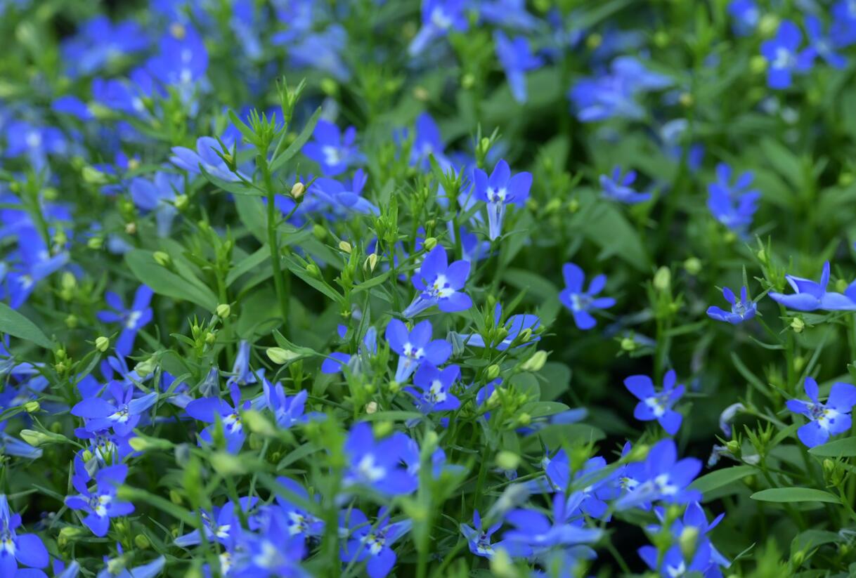 Lobelka převislá 'Sun Tropics Deep Blue' - Lobelia richardii 'Sun Tropics Deep Blue'