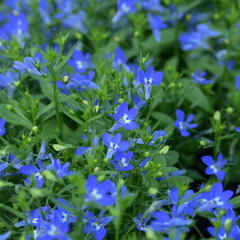 Lobelka převislá 'Sun Tropics Deep Blue' - Lobelia richardii 'Sun Tropics Deep Blue'