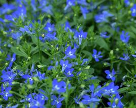 Lobelka převislá 'Sun Tropics Deep Blue'