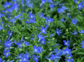 Lobelka převislá 'Sun Tropics Deep Blue' - Lobelia richardii 'Sun Tropics Deep Blue'