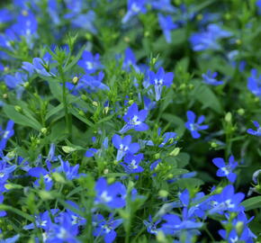 Lobelka převislá 'Sun Tropics Deep Blue' - Lobelia richardii 'Sun Tropics Deep Blue'