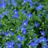 lobelka-previsla-sun-tropics-deep-blue.jpg