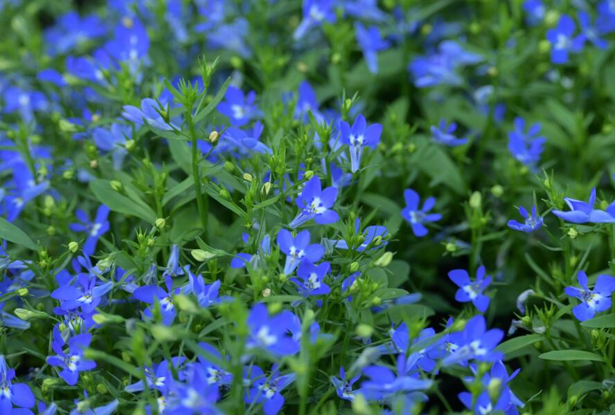 Lobelka převislá 'Sun Tropics Deep Blue' - Lobelia richardii 'Sun Tropics Deep Blue'
