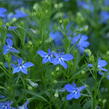 Lobelka 'Bella Pot Cielo' - Lobelia erinus 'Bella Pot Cielo'