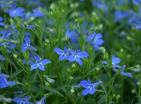 Lobelka 'Bella Pot Cielo' - Lobelia erinus 'Bella Pot Cielo'