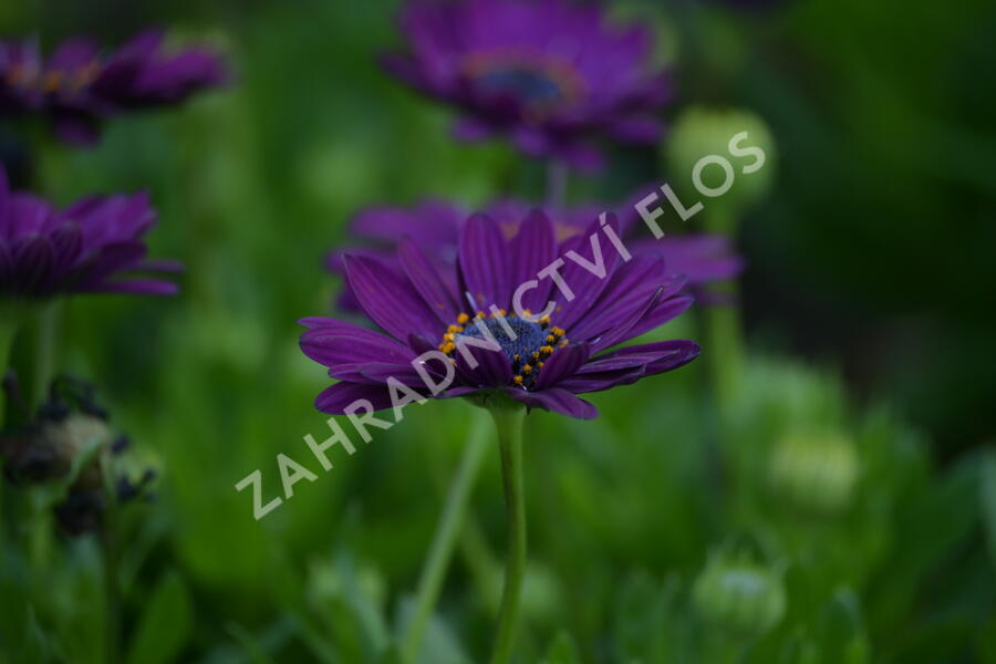 Dvoutvárka 'Margarita Purple' - Osteospermum ecklonis 'Margarita Purple'