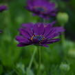 Dvoutvárka 'Margarita Purple' - Osteospermum ecklonis 'Margarita Purple'