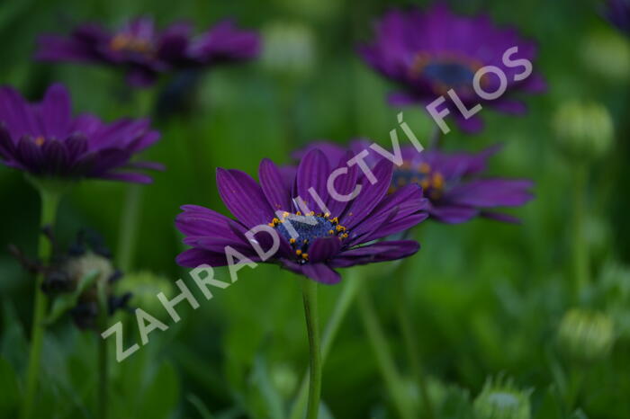 Dvoutvárka 'Margarita Purple' - Osteospermum ecklonis 'Margarita Purple'