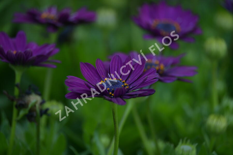 Dvoutvárka 'Margarita Purple' - Osteospermum ecklonis 'Margarita Purple'