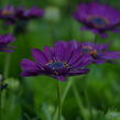 Dvoutvárka 'Margarita Purple' - Osteospermum ecklonis 'Margarita Purple'