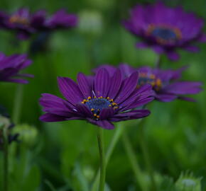 Dvoutvárka 'Margarita Purple' - Osteospermum ecklonis 'Margarita Purple'