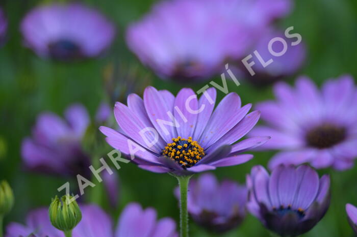 Dvoutvárka 'Margarita Dark Pink' - Osteospermum ecklonis 'Margarita Dark Pink'