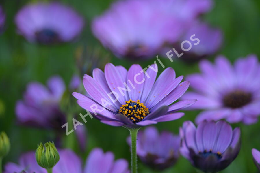 Dvoutvárka 'Margarita Dark Pink' - Osteospermum ecklonis 'Margarita Dark Pink'