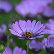 Dvoutvárka 'Margarita Dark Pink' - Osteospermum ecklonis 'Margarita Dark Pink'