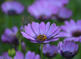Dvoutvárka 'Margarita Dark Pink' - Osteospermum ecklonis 'Margarita Dark Pink'