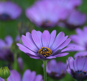 Dvoutvárka 'Margarita Dark Pink' - Osteospermum ecklonis 'Margarita Dark Pink'