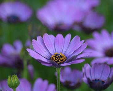 Dvoutvárka 'Margarita Dark Pink'