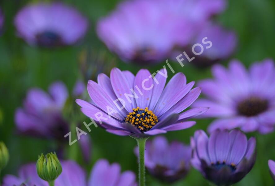 Dvoutvárka 'Margarita Dark Pink' - Osteospermum ecklonis 'Margarita Dark Pink'