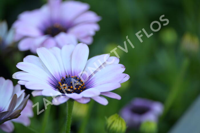 Dvoutvárka 'Margarita Eclipse' - Osteospermum ecklonis 'Margarita Eclipse'