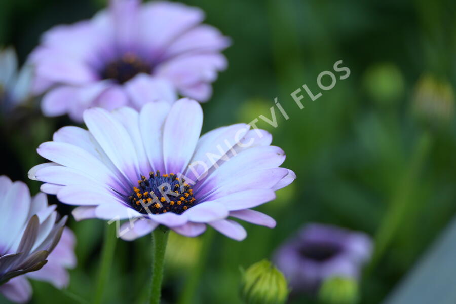 Dvoutvárka 'Margarita Eclipse' - Osteospermum ecklonis 'Margarita Eclipse'
