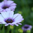 Dvoutvárka 'Margarita Eclipse' - Osteospermum ecklonis 'Margarita Eclipse'