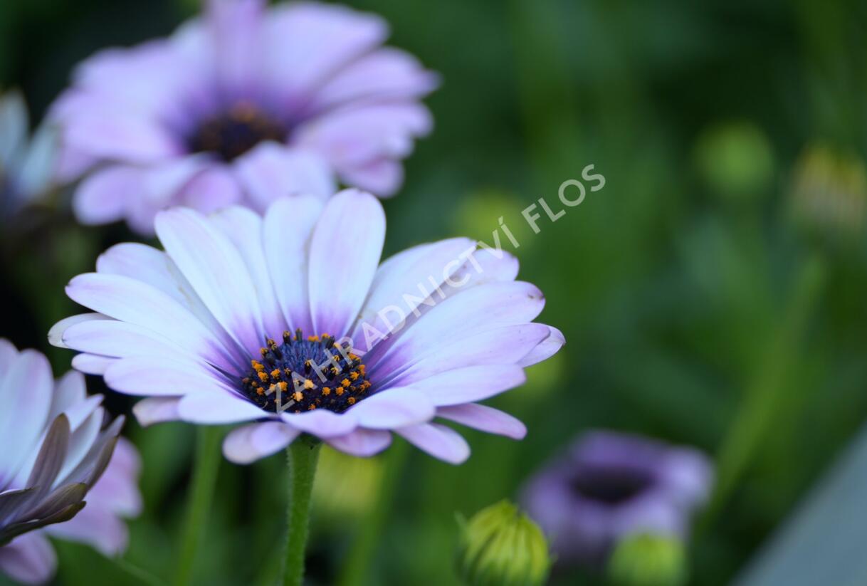 Dvoutvárka 'Margarita Eclipse' - Osteospermum ecklonis 'Margarita Eclipse'