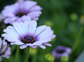 Dvoutvárka 'Margarita Eclipse' - Osteospermum ecklonis 'Margarita Eclipse'