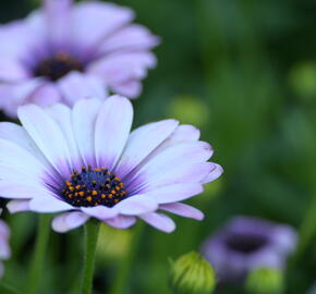 Dvoutvárka 'Margarita Eclipse' - Osteospermum ecklonis 'Margarita Eclipse'