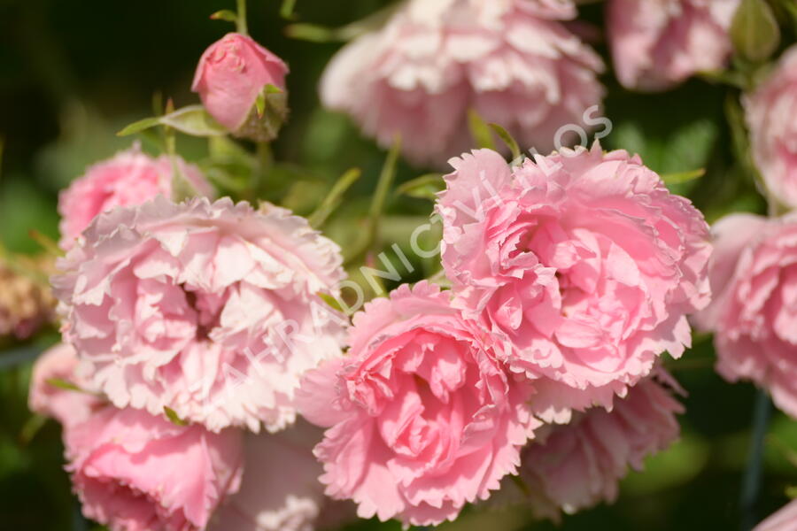 Růže svraskalá 'Pink Grootendorst' - Rosa rugosa 'Pink Grootendorst'