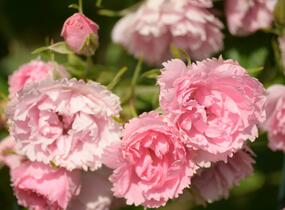 Růže svraskalá 'Pink Grootendorst' - Rosa rugosa 'Pink Grootendorst'
