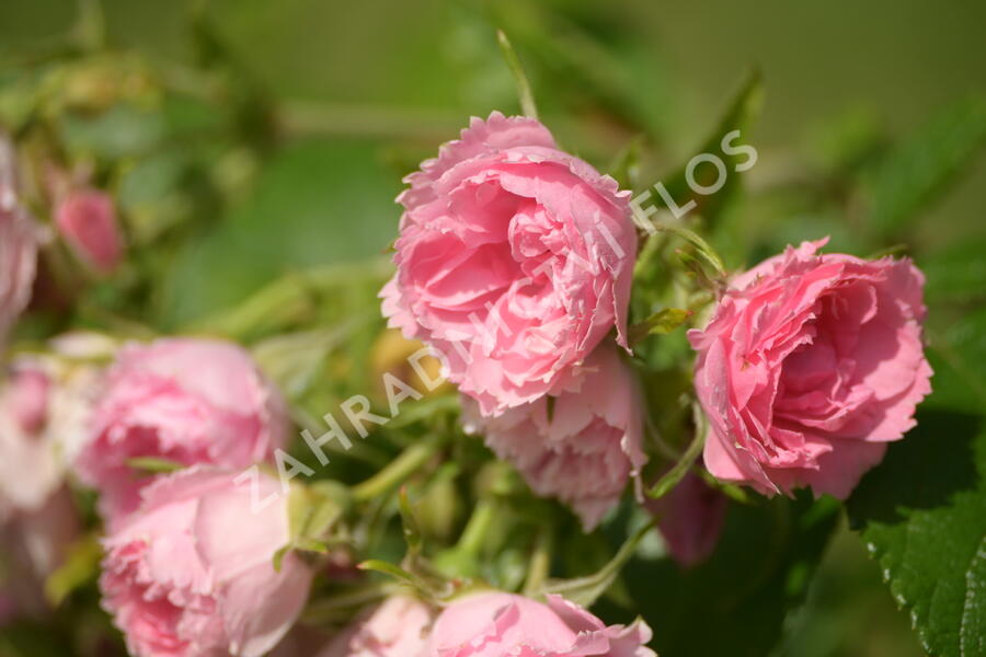 Růže svraskalá 'Pink Grootendorst' - Rosa rugosa 'Pink Grootendorst'