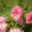 Růže svraskalá 'Pink Grootendorst' - Rosa rugosa 'Pink Grootendorst'