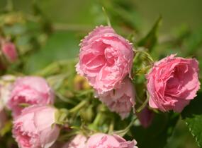 Růže svraskalá 'Pink Grootendorst' - Rosa rugosa 'Pink Grootendorst'