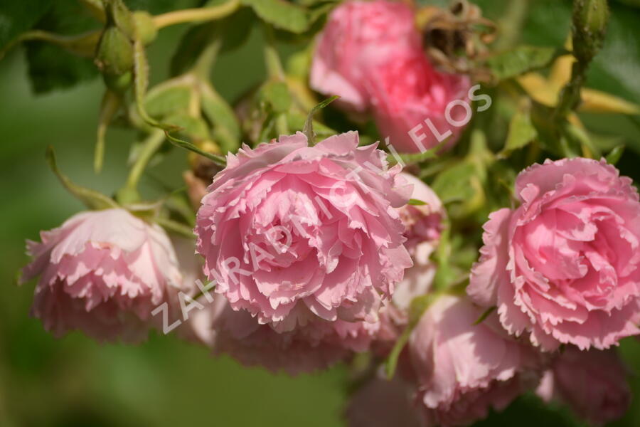 Růže svraskalá 'Pink Grootendorst' - Rosa rugosa 'Pink Grootendorst'