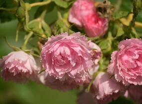 Růže svraskalá 'Pink Grootendorst' - Rosa rugosa 'Pink Grootendorst'