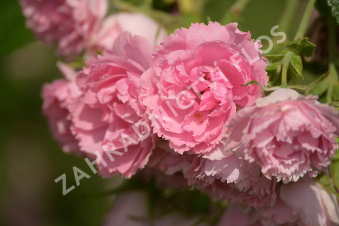 Růže svraskalá 'Pink Grootendorst' - Rosa rugosa 'Pink Grootendorst'