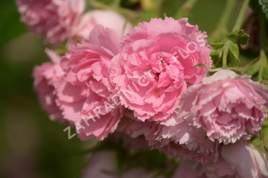 Růže svraskalá 'Pink Grootendorst' - Rosa rugosa 'Pink Grootendorst'